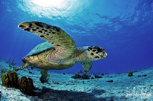 A chance meeting with this Hawksbill Turtle at the Sugar ... by Steven Anderson 